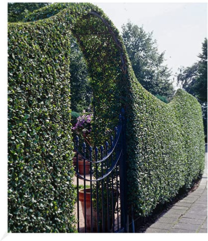BALDUR Garten Schwarzgrüner Liguster 'Atrovirens', 50 Pflanze Ligustrum vulgare Atrovirens Heckenpflanze, winterhart, im milden Winter wintergrün, trockenresistent, blühend