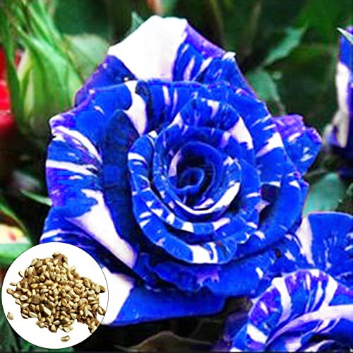 Benoon 200 stücke Rose Samen Pflanze Samen Duftmittel Nein GVO Frische Naturlandschaftsgestaltung Rosensamen Gartenbedarf Blau
