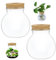 Banziaju Terrarium en Verre, Bocal pour Terrarium, 2 pièces en Verre Rond Transparent, bocaux en Verre de 2,6 Pouces avec Couvercle en liège, Terrarium pour Plantes aériennes succulentes à Base S