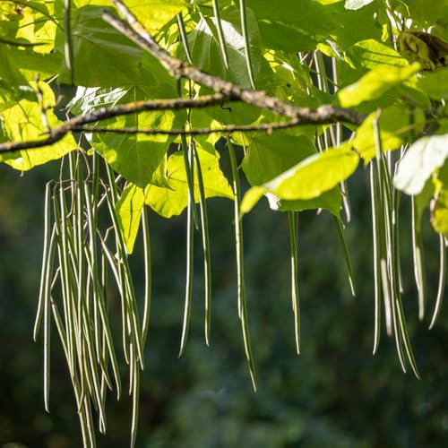 300 pcs trompetenbaum kaufen samen - winterharte stauden dauerblüher, stauden (Catalpa bignonioides) topfpflanzen für draußen, garten-geschenke balkongewächshäuser, pflanzen samen