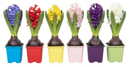 Set Natural DECOALIVE Seis Jacintos Bulbos Reales que Aportan Elegancia, Color y Aroma Único