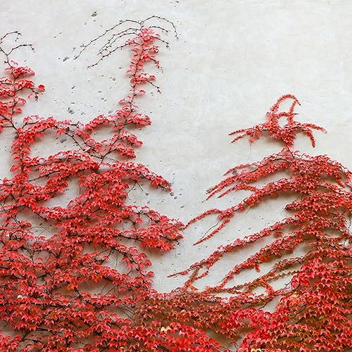 100 pcs Parthenocissus tricuspidata wilder Wein samen - pflanzensamen büropflanzen Creeper,Parthenocissus Quinquefolia pflanztöpfe kübelpflanzen winterhart mehrjährig praktische geschenke