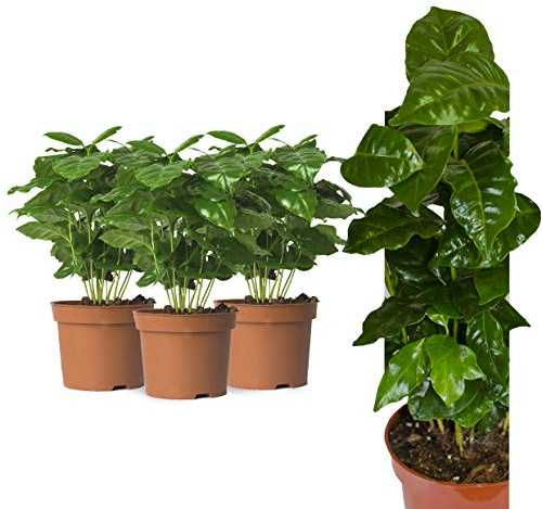 3 Echte Kaffeepflanze coffea arabica ca. 30cm mit Übertopf- pflegeleichter Kaffeestrauch zum selber wachsen lassen, immergrüne Zimmerpflanze (3, Kaffeepflanzen)