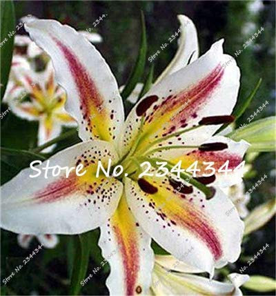 13: Großes Angebot 100 Halb-/Lotto-Hybrid-Lilie-Blumensamen, Hemerocallis-Lilie, Zimmermöbel für den Garten