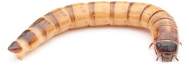 Zophobas lebend 1 kg | Lebendfutter | Futterinsekten | Reptilienfutter | Igelfutter