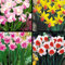 Narzissen blumenzwiebeln winterhart mehrjährig,selten,narzissen weiss,Bepflanzung im Innen-und Außenbereich,Narzissenzwiebeln Rosa,narzissen knollen.-4 zwiebeln-I