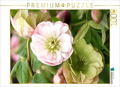 CALVENDO Puzzle Christrosen, Helleborus | 1000 Teile Lege-Größe 64 x 48 cm Foto-Puzzle für glückliche Stunden