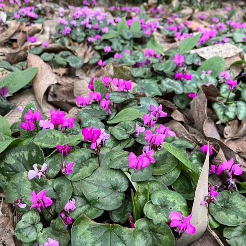 200 pcs alpenveilchen winterhart samen, blumensamen bienenwiese mini gewächshaus fensterbank (Cyclamen persicum) samen blumenwiese, garten geschenke für frauen schnittblumen samen,