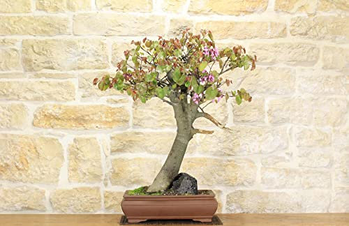 Bonsaï Cercis - Arbre de Judée (62)