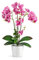 PASCH® Orchideen Künstlich in Hochglanz-Keramiktöpfen (46cm) | Kunstblumen Wie Echt | Künstliche Blumen im Topf (Weiß-Rosé)