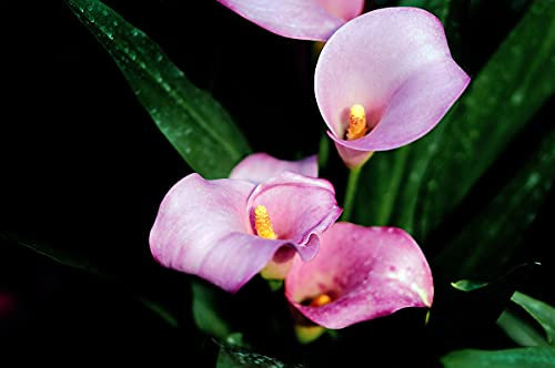 Bulbos gigantes de cala blanca,Como una planta rara y preciosa,Las flores están en plena floración,Tasa de siembra muy alta-1,3bulbis