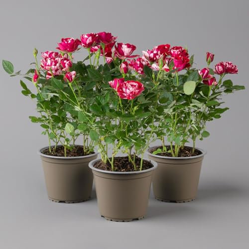 Rose 'Gigi' rot-weiß, Topf-Ø 10,5 cm, 3er-Set