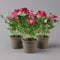 Rose 'Gigi' rot-weiß, Topf-Ø 10,5 cm, 3er-Set