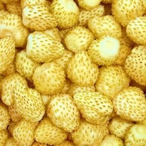 Semillas de maravilla amarilla de fresa salvaje - Fragaria vesca