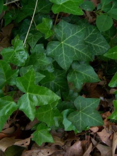 10 graines de vigne BOSTON IVY Parthenocissus Tricuspidata Veitchii *Plat S/H