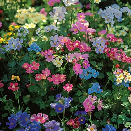 semi di fiori di campo semina autunnale - per gli amanti del giardino, piante da fiore resistenti all'esterno di semi di fiori di campo piante rampicanti perenni 500pcs