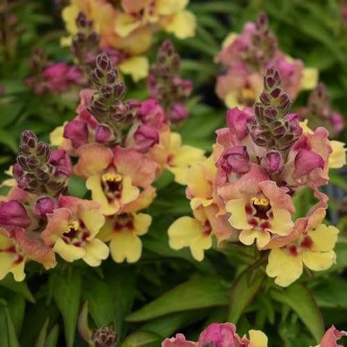 Snapdragon 'Dazzling Lips Yellow Eye'. Plug Plant x 4. Antirrhinum. Yellow & red bi-Colour Bedding Flowers. Available from Bedwen Plants