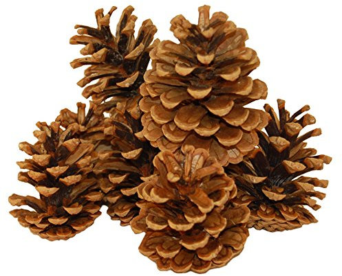 WESOM Textil GmbH Kiefernzapfen, Pinienzapfen, Tannenzapfen zur Dekoration im Advent (5 cm - 12 cm)