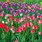 3 Stück tulpenzwiebeln mix winterhart mehrjährig tulpen zwiebeln Hydroponik geschenke für hobbygärtner stauden bienenweide garten blumenzwiebeln frühblüher geschenke für garten