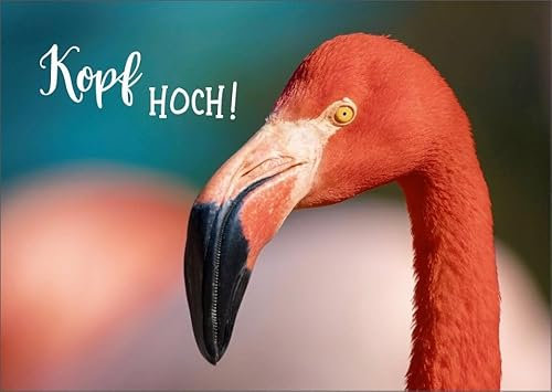 Gutsch Verlag Geburtstagskarte Flamingo Motiv - Kopf hoch Lebensweisheit, Rosa Tiermotiv Natur Fotografie, Farbenfrohe Ermutigungs-