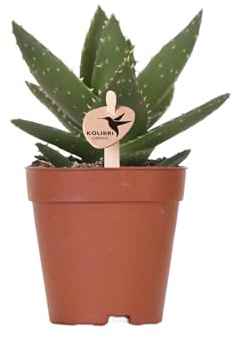 Kolibri Verts | Plante verte - Succulent Aloe Brevifolia - Taille du pot Ø9cm - Plante d'intérieur verte - Frais du cultivateur