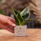 Messaggio regalo - Sansevieria - Grazie - Pianta d'appartamento