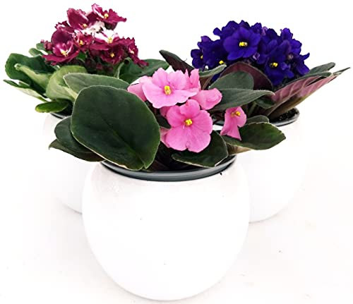POWERS TO FLOWERS - SAINTPAULIA TRIS, 3 PIANTE VASO CERAMICA SFERICO BIANCO, VIOLETTA AFRICANA, pianta vera