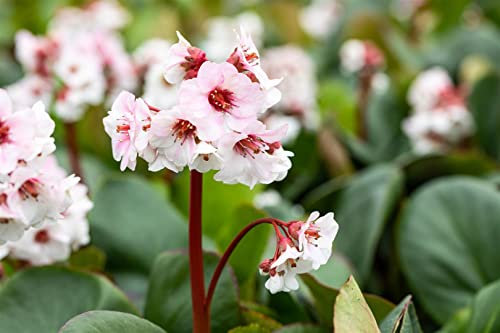 Bergenia cordifolia 'Silberlicht' ca. 9x9 cm Topf - Riesensteinbrech, weiße Blüten, Blütezeit April-Mai, ideal für schattige Beete, winterhart, pflegeleicht
