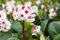 Bergenia cordifolia 'Silberlicht' ca. 9x9 cm Topf - Riesensteinbrech, weiße Blüten, Blütezeit April-Mai, ideal für schattige Beete, winterhart, pflegeleicht