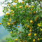 bitterorange baum - samen obstbäume kaufen bitterorange samen winterharte pflanzen für garten säulenobstbäume zimmerpflanze pflanzensamen bio saatgut balkonpflanzen winterhart 100pcs