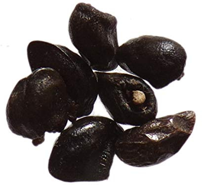 Beinwell, offizielles Symphytum (Gründünger) SEM03