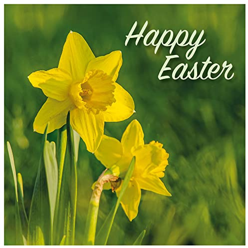 Easter Cards, Spring Daffodil, Pack of 5 with White Envelopes