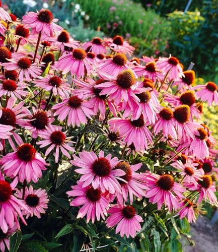 BALDUR Garten 15x Echinacea purpurea, Pflanzen im 9x9 cm-Topf, Purpuroter Sonnenhut, 4-6 Pflanzen pro Quadratmeter, bienen- & schmetterlingsfreundlich, winterharte Staude, mehrjährig, blühend