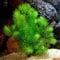 PondPlantsUK Floating Plants 1 Large Bunch Hornwort Fast Growing Aquarium x 5 Strands