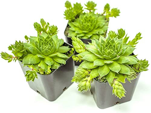 Set de 3 Plantas de Siempreviva Plantas Suculentas Naturales