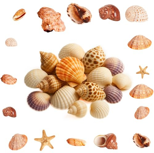 ShiJiuYou 500gMuscheln zum Basteln, Natürliche Muscheln Deko Muscheln, Meeresmuscheln Gemischte Seesterne Decor für Vase Füller Strand Fisch Panzer Bemalen DIY Handwerk Hochzeitsdeko