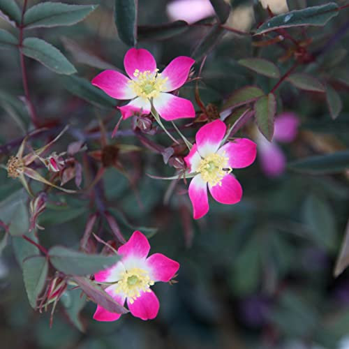 Plant Theory Pourr Rose Shrub Bush Clustering Pale Cerise Pink Picotee Flowers 4L Pot