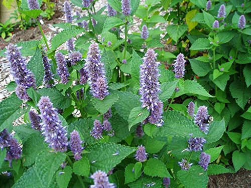 Portal Cool El hisopo lavanda Agastache Foenniculum 1 g ~ 3000 Semillas Finest