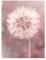 Bilderwelten Magnettafel - Pusteblume Bokeh rosa - Memoboard 40 x 30cm