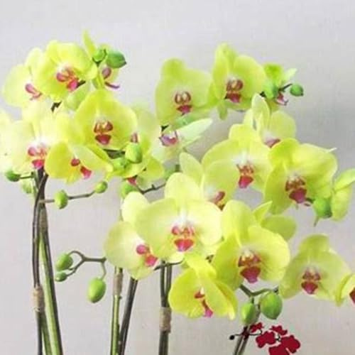 Cymbidium,Winterhart,Seltene,Cymbidium mehrjährig,Cymbidium Orchidee,Dekorative,Wasserbedarf gering,phalaenopsis orchidee echt,Garten.-10knolle-K