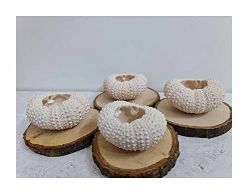 Seeds & Plants Shop by Ipsa STK - 10x Seeigel Qualle auf Holzscheibe Mini Blumentopf Handarbeit Dekoration SI13