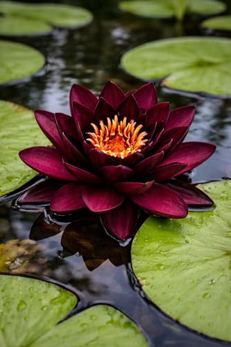 florari Nymphaea Perry's Almost Black - Seerose