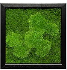 Moosbild Pflanzenbild mit 50% Kugelmoos und 50% Flachmoos versch. Maße günstig, Moosbilder rechteckig, Wandbild, Mooswand, Pflanzenbild mit Bollenmoos, Plattenmoos und Holzrahmen (Schwarz, 25x25 cm)