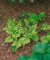 Woodwardia fimbriata P 0,5 - Rippenfarn, Schattenliebend, Winterhart, Immergrün, Pflegeleicht, Zierpflanze für Garten & Balkon