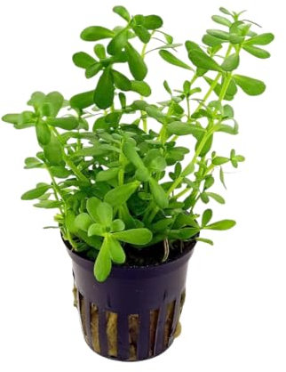 PlantasAcuario Planta acuática BACOPA CRENATA planta de acuario viva y natural para acuarios plantados en maceta de 5cm