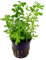 PlantasAcuario Planta acuática BACOPA CRENATA planta de acuario viva y natural para acuarios plantados en maceta de 5cm