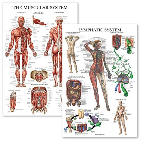 Palace Learning Anatomisches Poster mit Muskelsystem, 2 Stück