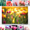 Ein Wunderschönes Blumen-Bild, gelbe Tulpenwiese - als großes XXL Leinwand-Bild 120x80cm. Ideal als Wandbild und Dekoration für Wohnzimmer & Schlafzimmer. Aufgespannt auf 2cm Holzrahmen