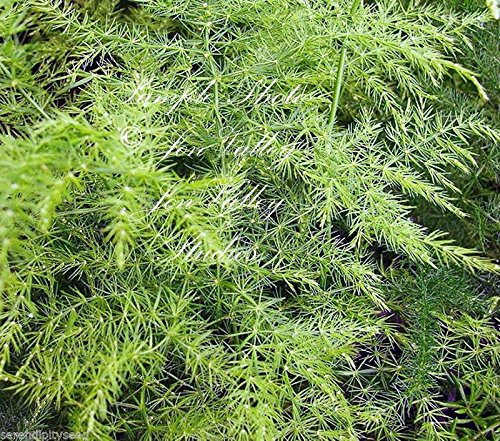 Setaceus pyramidalis plumosus Spargel-Feder Fern Samen Weiche Farn-Wedel (10 Samen)