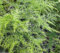 Setaceus pyramidalis plumosus Spargel-Feder Fern Samen Weiche Farn-Wedel (10 Samen)